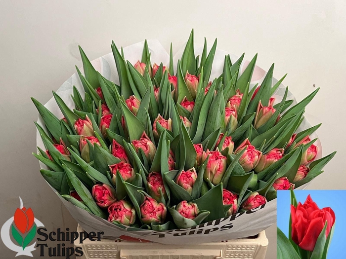 <h4>TU DU DOUBLE TWIST</h4>