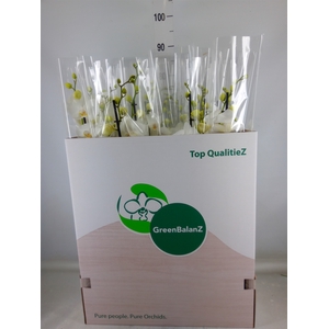 Phalaenopsis   ...white