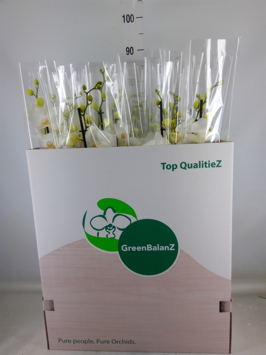 <h4>Phalaenopsis   ...white</h4>