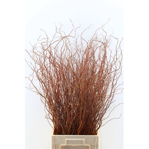 Salix Ov Bs Orange