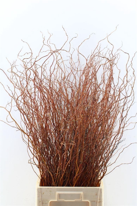 <h4>Salix Ov Bs Orange</h4>
