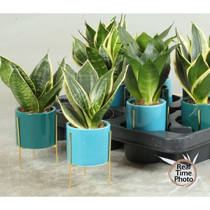 SANSEV TRIFASCIA  OV