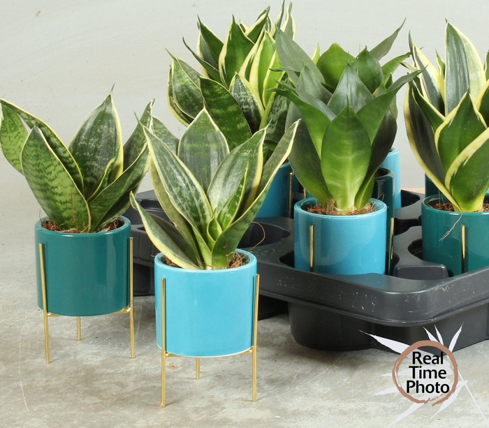 <h4>SANSEV TRIFASCIA  OV</h4>