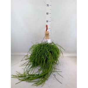 Rhipsalis   ...