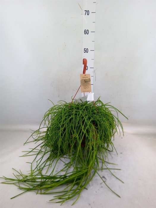<h4>Rhipsalis   ...</h4>