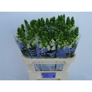 Antir Nl. Cool White