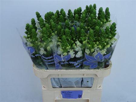 <h4>Antir Nl. Cool White</h4>