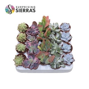 Sierra's® - Barcelona Succulent Mix (Collection)