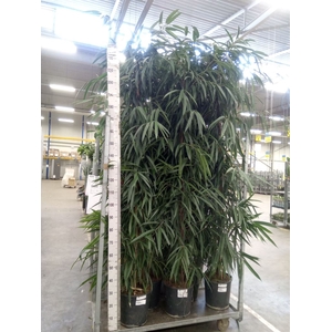 Ficus binn. 'Alii'