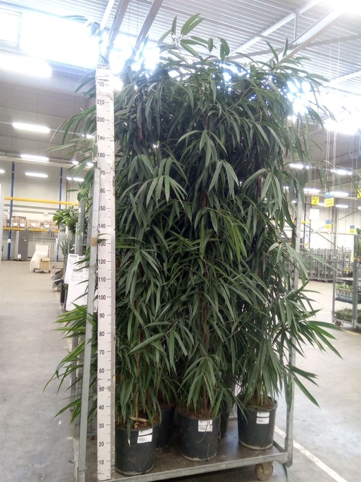 <h4>Ficus binn. 'Alii'</h4>