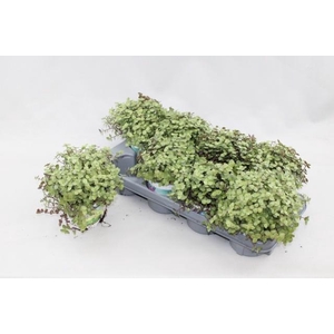 CALLISIA REPENS