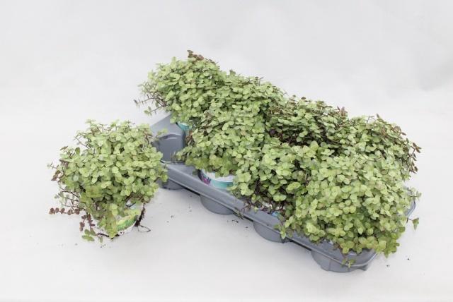 <h4>CALLISIA REPENS</h4>