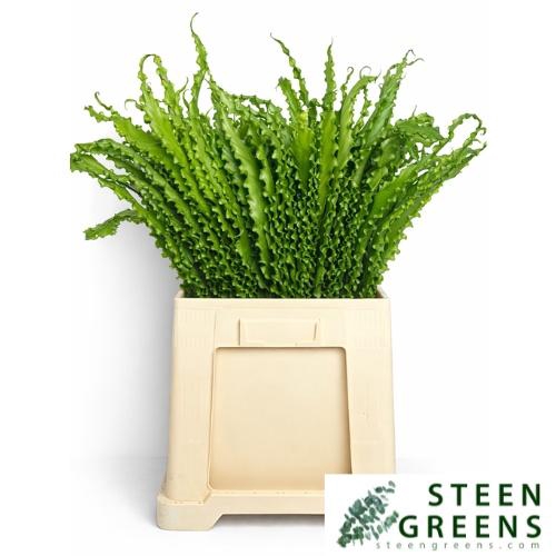 <h4>ASP NID MULTILOBUM</h4>