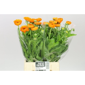 Calendula Of Green Spot Orange