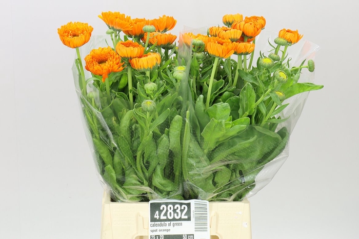 <h4>Calendula Of Green Spot Orange</h4>