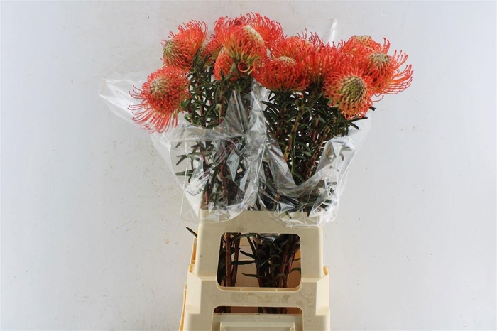 <h4>LEUCO CO SUCCESSION</h4>