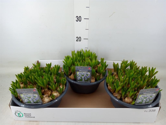 <h4>Muscari  'Mountain Lady'</h4>