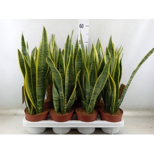 Sansevieria trifa. 'Laurentii'
