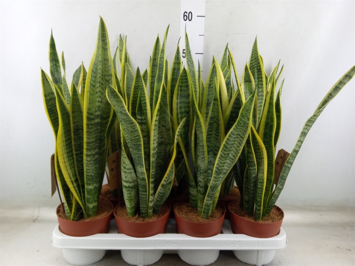 <h4>Sansevieria trifa. 'Laurentii'</h4>