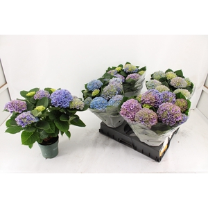 HYDR M MAG EVOLUTION