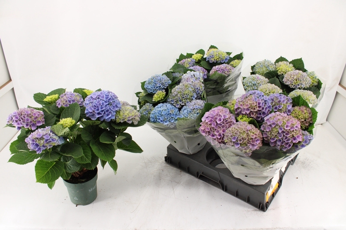 <h4>HYDR M MAG EVOLUTION</h4>