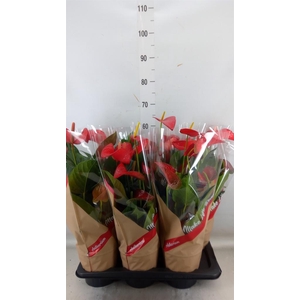 Anthurium andr. 'Red Bull'