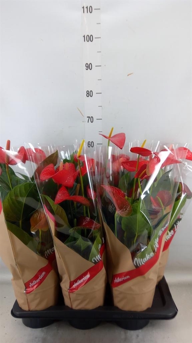 <h4>Anthurium andr. 'Red Bull'</h4>