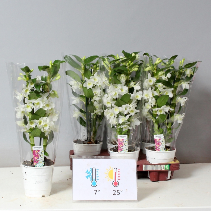 <h4>DENDR N SC APOLLON</h4>