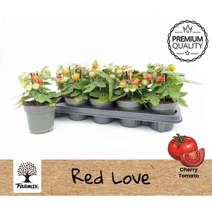 TOMATENPLANTEN