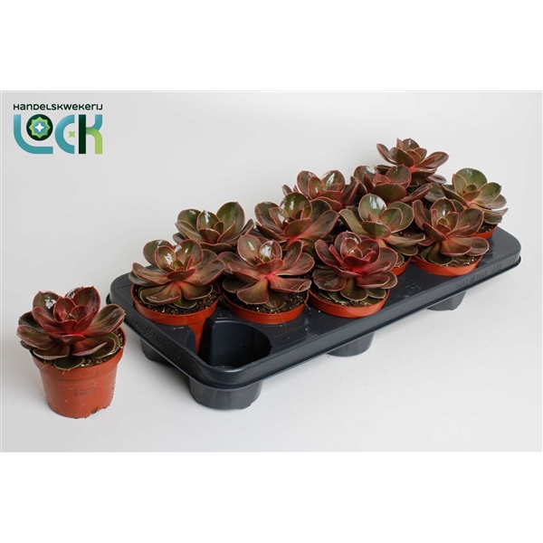 <h4>Echeveria Magic Red</h4>