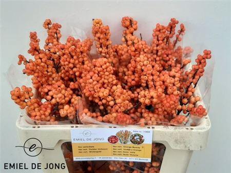 <h4>Ilex Ve Winter Gold</h4>