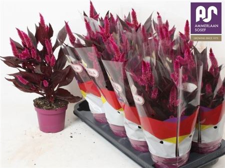 <h4>Cel Mystic Shades</h4>