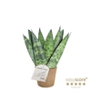 SANSEVIERIA TRIFASCIATA P9 ZEYLANICA COCOZ