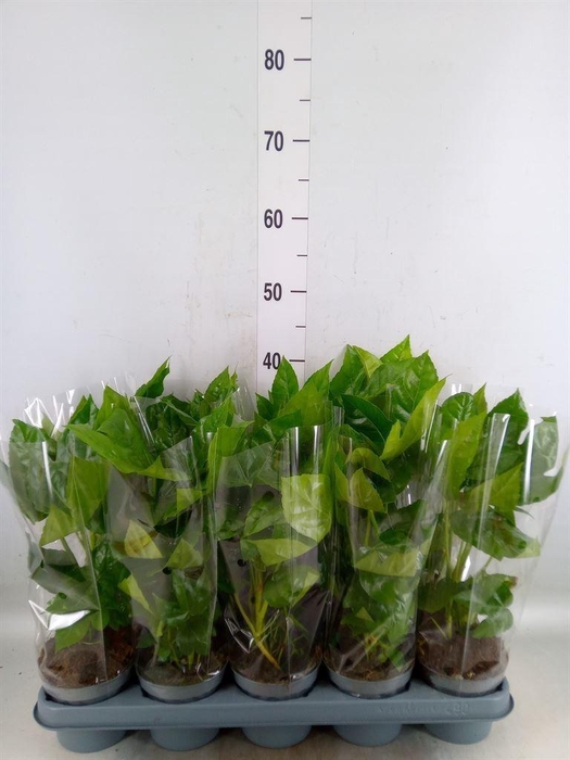 <h4>Fatsia japonica   ...</h4>