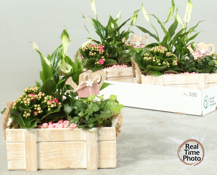 <h4>ARR KAMERPL</h4>