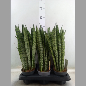 Sansevieria trifa.   ...