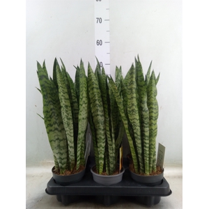 Sansevieria trifa.   ...