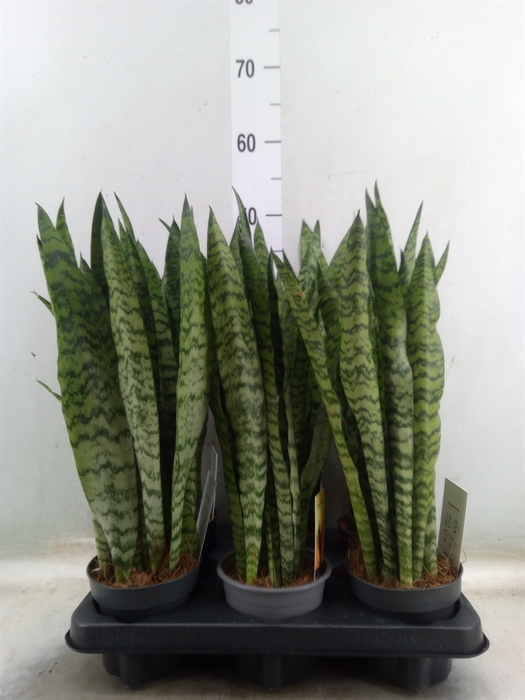 <h4>Sansevieria trifa.   ...</h4>