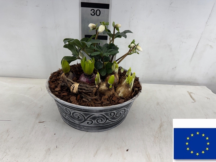 <h4>ARR TUINPLANTEN</h4>