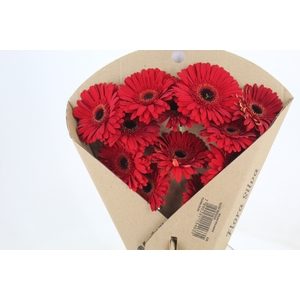 GERBERA DYNAMIC  > 10 CM DIAM < 050 CM