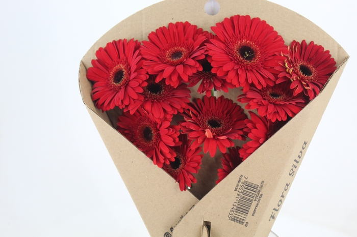 <h4>GERBERA DYNAMIC  > 10 CM DIAM < 050 CM</h4>