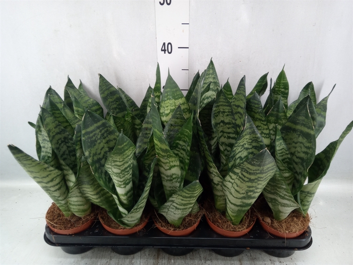 <h4>Sansevieria zeylanica</h4>