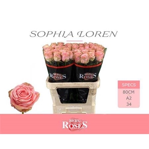 R Gr Sophia Loren