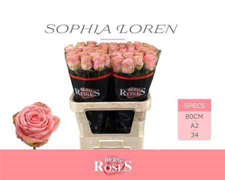<h4>R Gr Sophia Loren</h4>