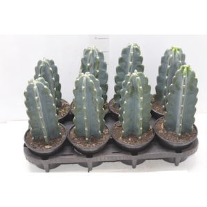 CACTUS MANDACARU P14 SEM ESPINHOS