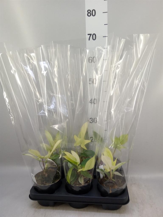 <h4>Philodendron  'Florida Ghost'</h4>