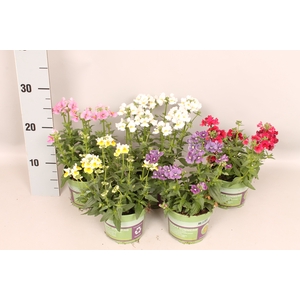 Nemesia Divers