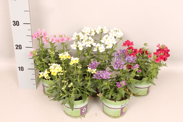 <h4>Nemesia Divers</h4>