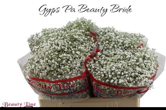 <h4>GYPS PA BEAUTY BRIDE 14 grams x100</h4>