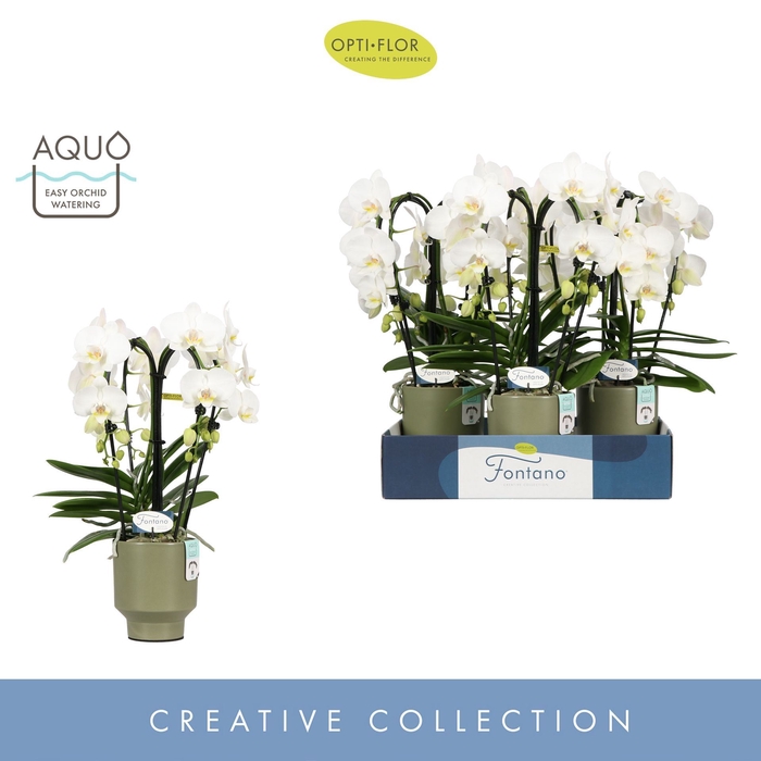 <h4>Phalaenopsis wit meer takken</h4>